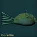 corelliablack