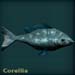 corelliablue