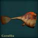 corelliablue
