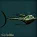 corelliablue