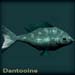 dantooineblue