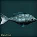 endorblue