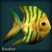 endorblack