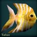 talusblack